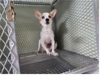 (사)하얀비둘기_426339202400936